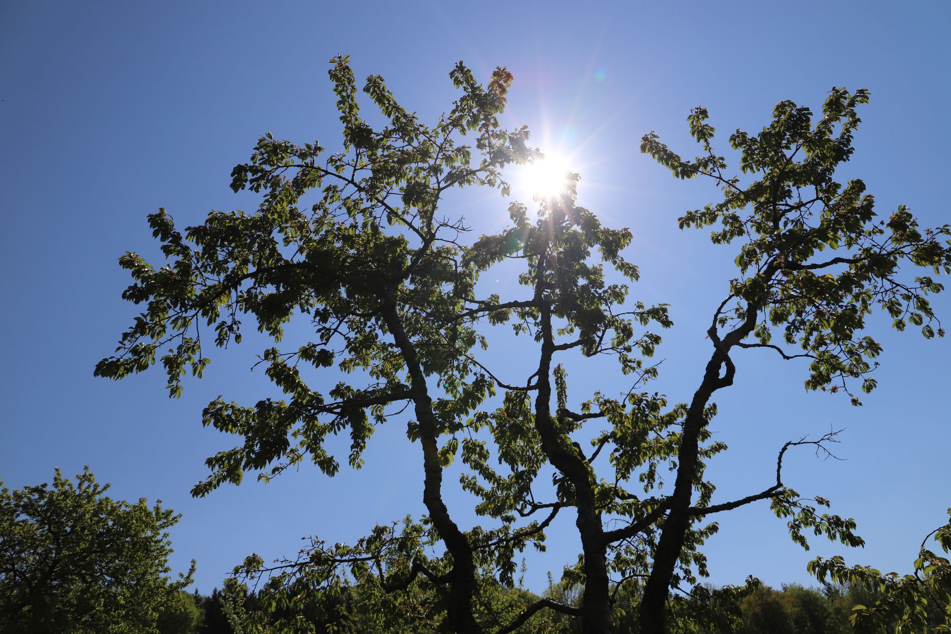 Baum im Gegenlicht