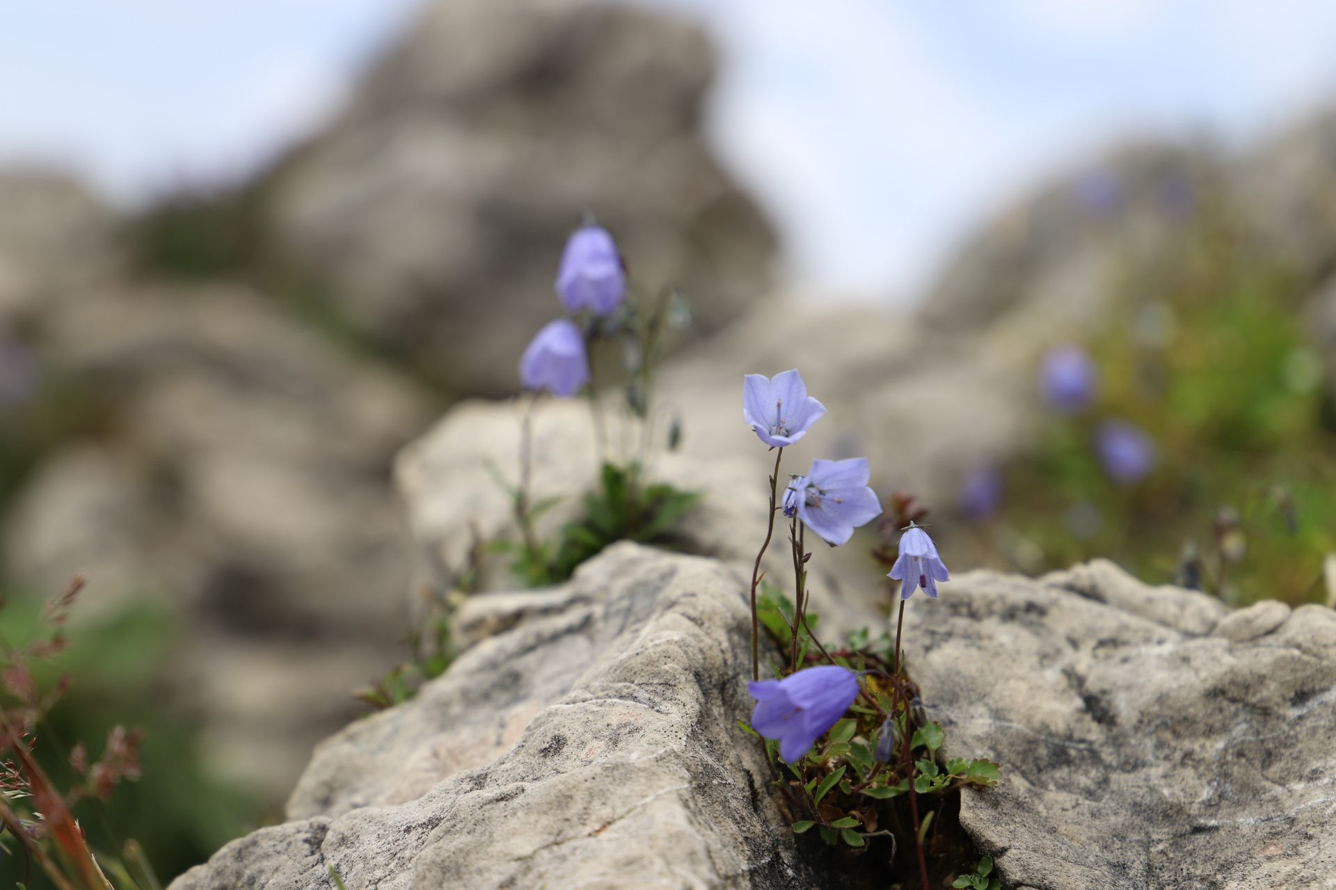 Glockenblumen auf einem Felsen