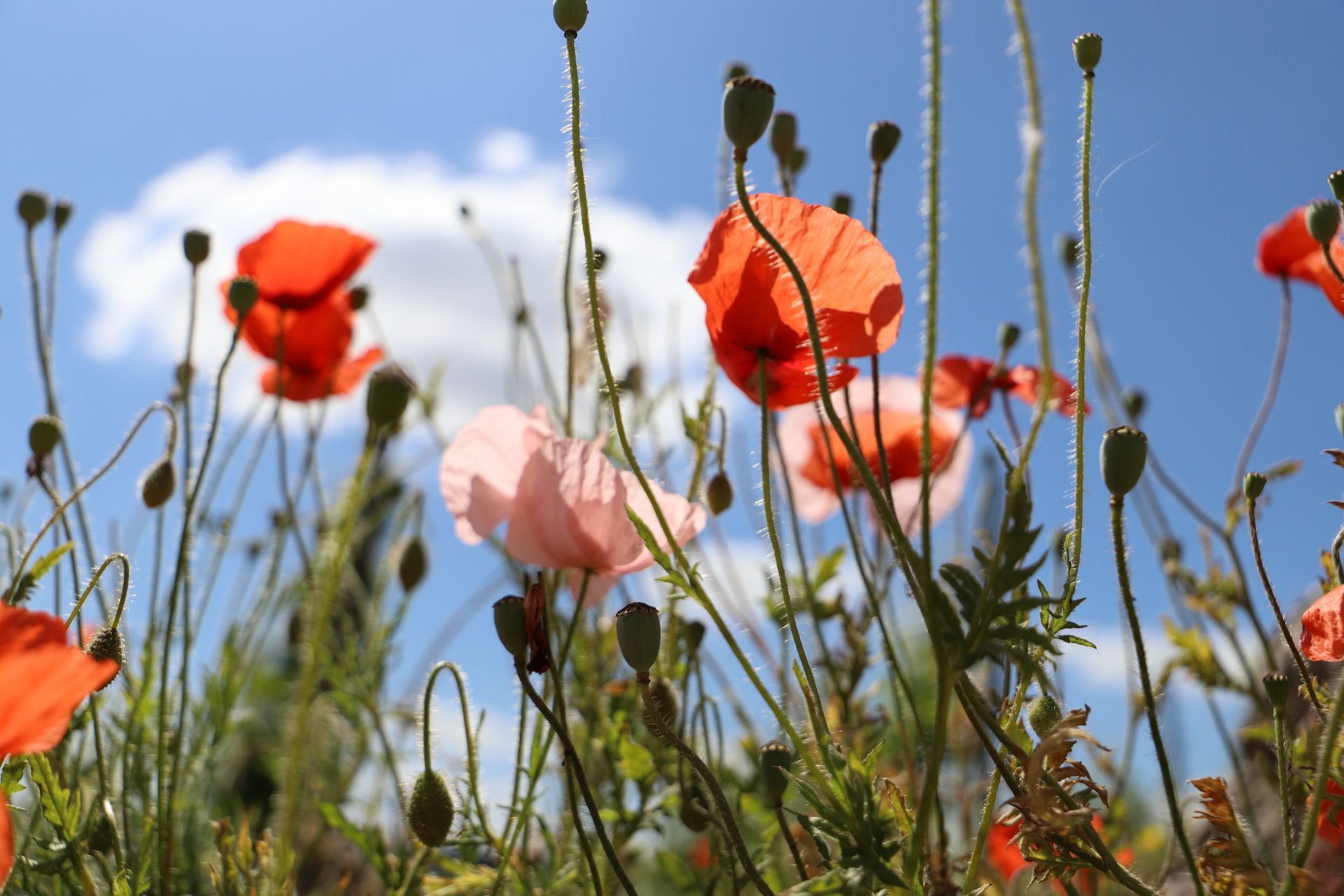 Mohnblumen vor blauem Himmel