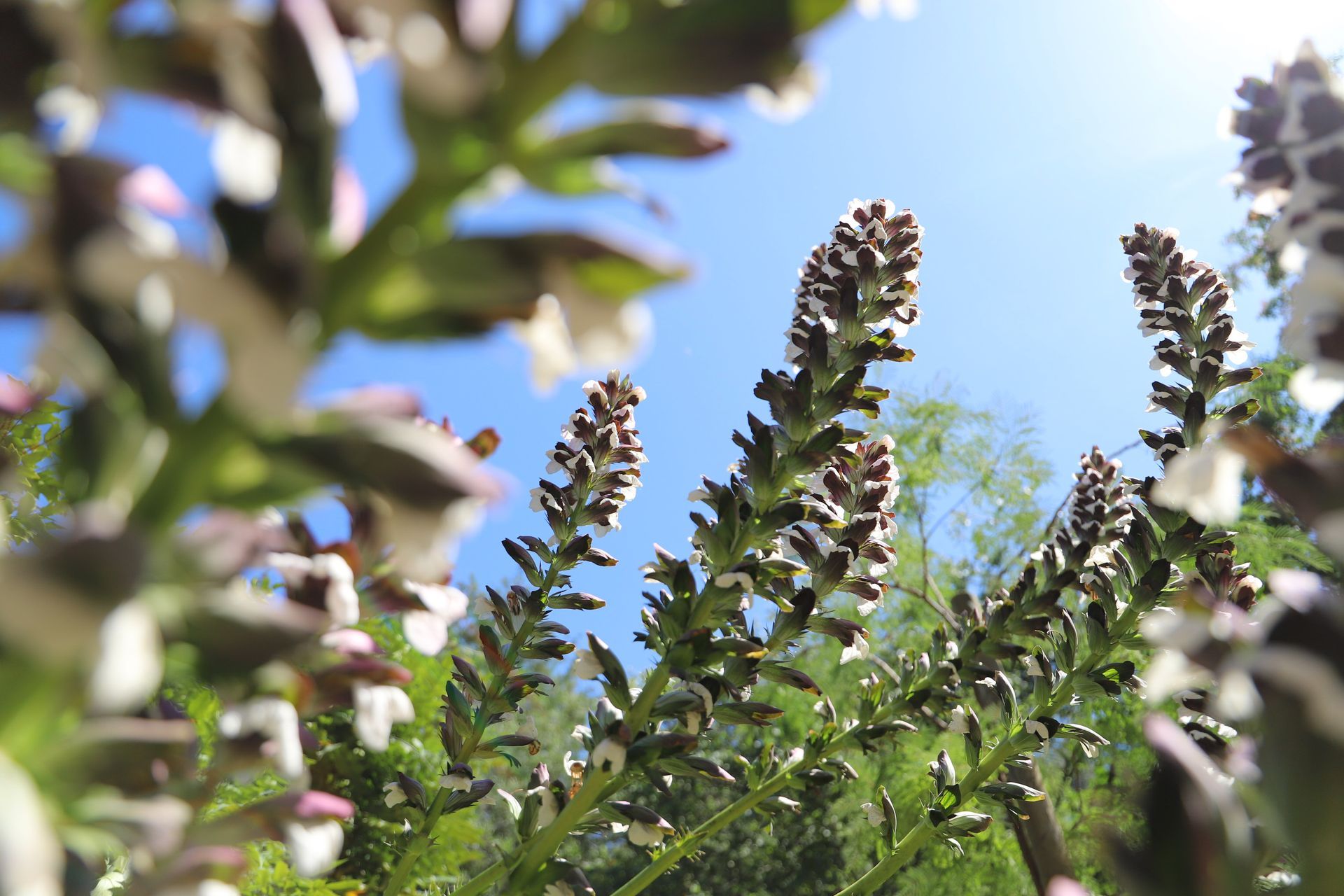Pflanze vor blauem Himmel