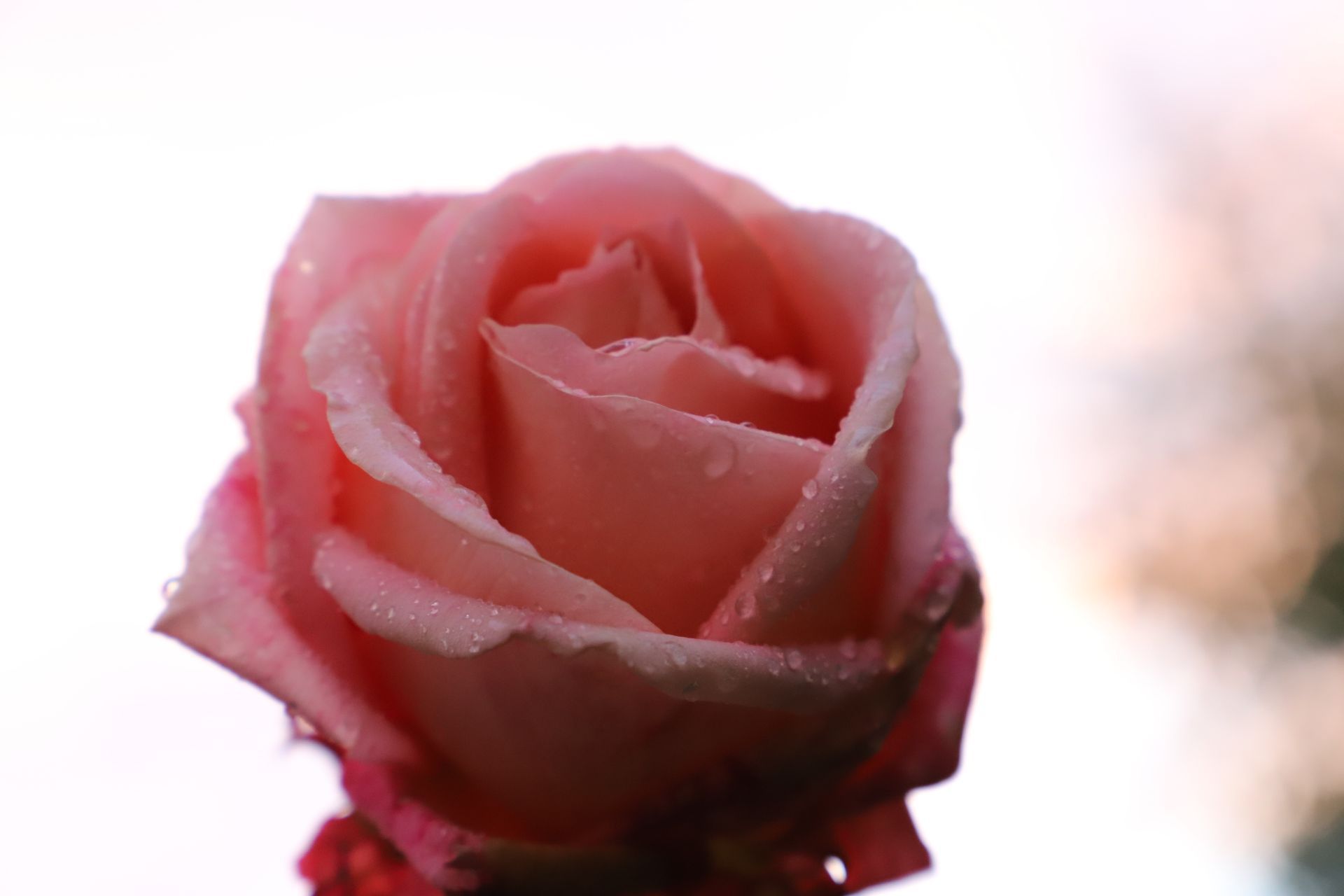 Rose mit Tautropfen